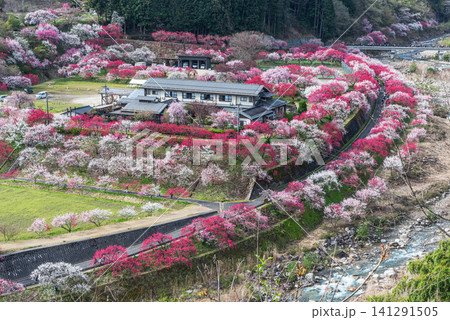 長野県阿智村 桃源郷 展望台から見る「花桃の里」 141291505