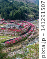 長野県阿智村 桃源郷 展望台から見る「花桃の里」 141291507