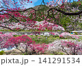 長野県阿智村 桃源郷 満開の「花桃の里」 141291534