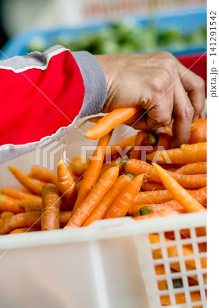Closeup of a persons hand resting on a plastic crate filled with fresh, raw carrots in a market or farm setting Closeup of a persons hand resting on a plastic crate filled with fresh, raw carrots in a market or farm setting 141291542
