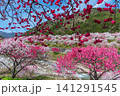 長野県阿智村 桃源郷 満開の「花桃の里」 141291545