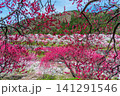 長野県阿智村 桃源郷 満開の「花桃の里」 141291546