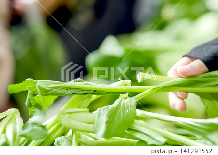 Closeup of hands holding fresh green leafy vegetables and small red tomatoes during a food distribution or market activity Closeup of hands holding fresh green leafy vegetables and small red tomatoes during a food distribution or market activity 141291552