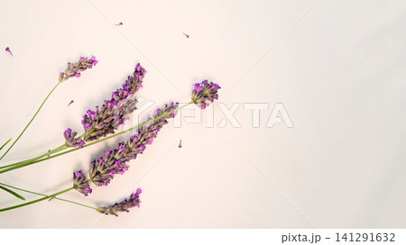 Elegant Lavender Sprigs on Pale Background Elegant Lavender Sprigs on Pale Background 141291632