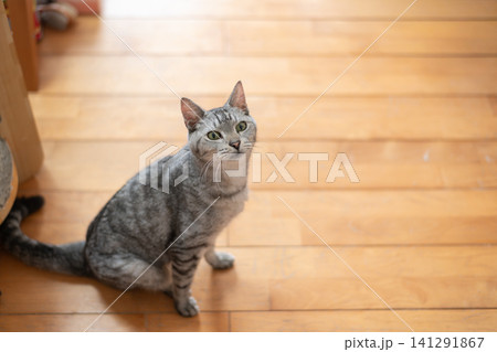 床に座る可愛い猫　サバトラ猫 141291867