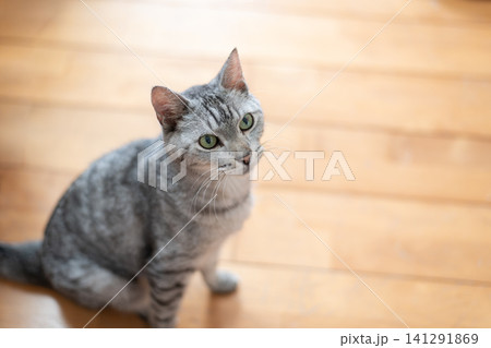床に座る可愛い猫 サバトラ猫 床に座る可愛い猫 サバトラ猫 141291869