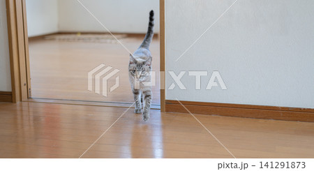 室内を歩く猫 室内を歩く猫 141291873
