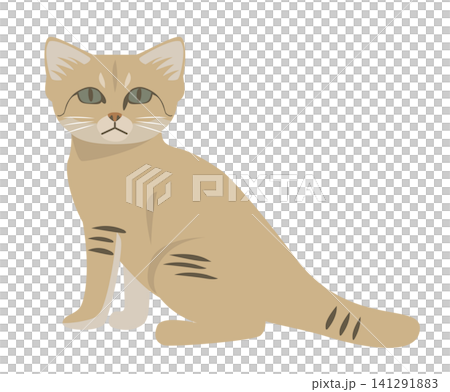Animal: Sand cat 141291883