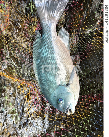 磯釣りで釣り上げた美しいグレ(メジナ)の釣果とレインボーのタモ網 磯釣りで釣り上げた美しいグレ(メジナ)の釣果とレインボーのタモ網 141291884