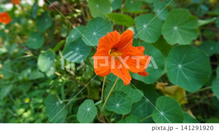 Close-up of a vibrant orange nasturtium flower against dark green leaves, vivid concept. 141291920