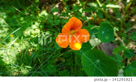 Close-up of a vibrant orange nasturtium flower with a yellow center on a blurred green backdrop, flora concept. Close-up of a vibrant orange nasturtium flower with a yellow center on a blurred green backdrop, flora concept. 141291921