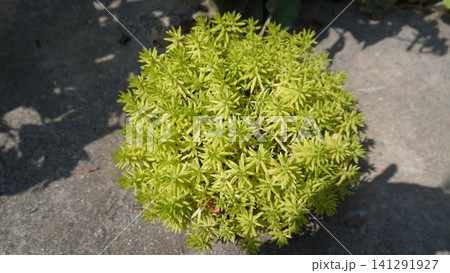Close-up of a spherical golden-leafed plant on a dark gray concrete surface, geometric concept. Close-up of a spherical golden-leafed plant on a dark gray concrete surface, geometric concept. 141291927