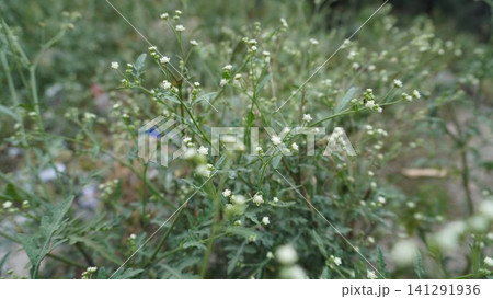 Close-up macro of small white baby's breath flowers on thin stems, creating a soft texture, delicacy concept. Close-up macro of small white baby's breath flowers on thin stems, creating a soft texture, delicacy concept. 141291936