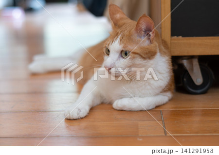 寝転んでくつろぐ猫 茶トラ白 寝転んでくつろぐ猫 茶トラ白 141291958