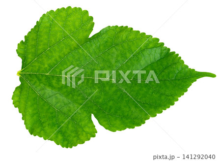 Single green mulberry leaf with visible veins and serrated edges isolated. High resolution macro shot showing natural texture and detailed plant anatomy for botanical design. Single green mulberry leaf with visible veins and serrated edges isolated. High resolution macro shot showing natural texture and detailed plant anatomy for botanical design. 141292040