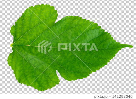 Single green mulberry leaf with visible veins and serrated edges isolated. High resolution macro shot showing natural texture and detailed plant anatomy for botanical design. Single green mulberry leaf with visible veins and serrated edges isolated. High resolution macro shot showing natural texture and detailed plant anatomy for botanical design. 141292040