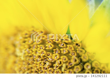 花壇に咲くヒマワリのクローズアップ写真 花壇に咲くヒマワリのクローズアップ写真 141292111