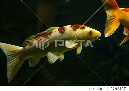 White and Orange Koi Fish Swimming in Dark Aquarium 141292167