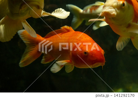 Orange Koi Fish Swimming Underwater Close Up Orange Koi Fish Swimming Underwater Close Up 141292170