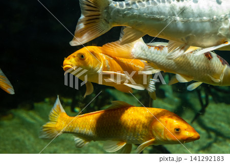 Golden Koi Fish Swimming Underwater 141292183