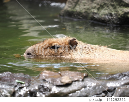 カピバラの水浴び カピバラの水浴び 141292221