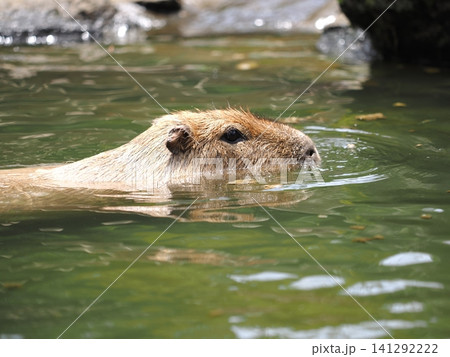 カピバラの水浴び カピバラの水浴び 141292222