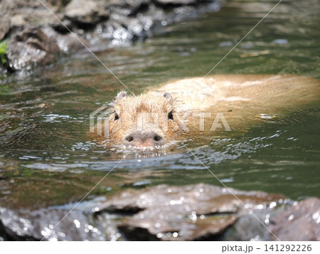 カピバラの水浴び 141292226