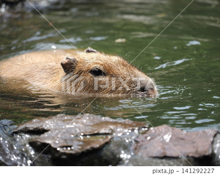 カピバラの水浴び カピバラの水浴び 141292227