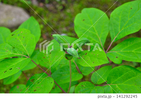 紅花山芍薬 ベニバナヤマシャクヤク 紅花山芍薬 ベニバナヤマシャクヤク 141292245