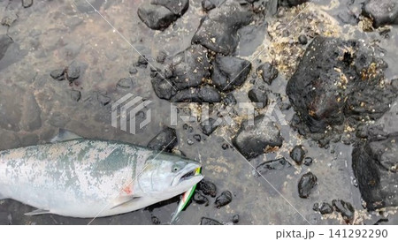 北海道で釣れたサクラマスの釣果写真 北海道で釣れたサクラマスの釣果写真 141292290