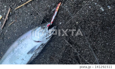 北海道で釣れたサクラマスの釣果写真 北海道で釣れたサクラマスの釣果写真 141292311
