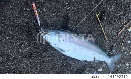 北海道で釣れたサクラマスの釣果写真 141292313