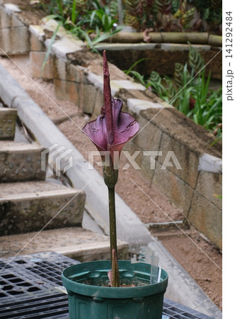コンニャクの花 141292484