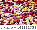 東松山ぼたん園の池に浮かんだ様々なダリア 141292558
