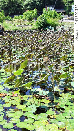 Withered lotus leaves covering shallow pond beside lush tropical shoreline vegetation under bright sunlight in Bali nature landscape with reflective water and dense green growth. Balinese nature Withered lotus leaves covering shallow pond beside lush tropical shoreline vegetation under bright sunlight in Bali nature landscape with reflective water and dense green growth. Balinese nature 141292576