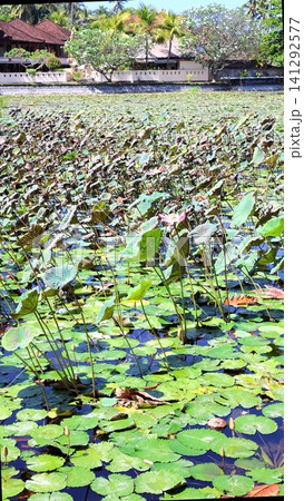 Lotus pond with single pink bloom and tropical resort buildings beyond under bright daylight Lotus pond with single pink bloom and tropical resort buildings beyond under bright daylight 141292577