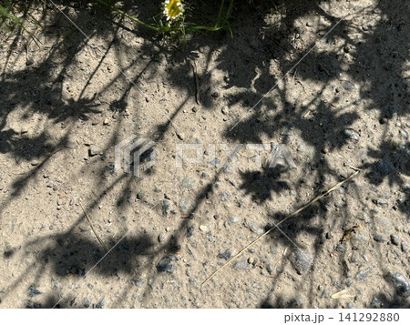 Leaf and flowers silhouettes on ground. Abstract natural texture Leaf and flowers silhouettes on ground. Abstract natural texture 141292880