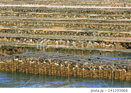 牡蠣養殖が盛んな安芸津町(広島県) 141293068