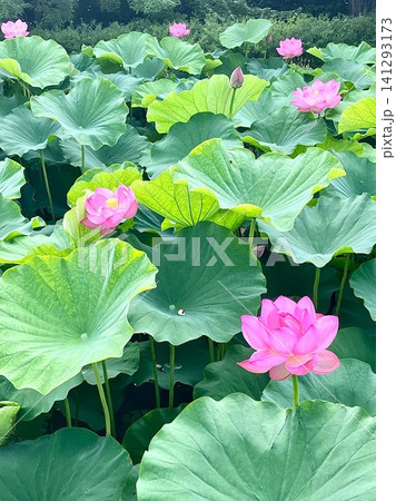 咲き誇る蓮の花 咲き誇る蓮の花 141293173