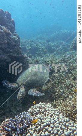 Critically endangered hawksbill sea turtle (Eretmochelys imbricata) exploring the seafloor amidst diverse coral colonies in hazy glittering water. Dauin, Philippines 141293198