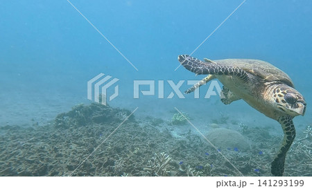 Critically endangered hawksbill sea turtle (Eretmochelys imbricata) glides through hazy blue water near the seafloor. Dauin, Philippines Critically endangered hawksbill sea turtle (Eretmochelys imbricata) glides through hazy blue water near the seafloor. Dauin, Philippines 141293199