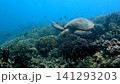 A hawksbill sea turtle (Eretmochelys imbricata) descending over a diverse coral reef teeming with marine life in hazy blue plankton rich waters. Dauin, Philippines 141293203