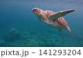 A close-up of a green sea turtle (Chelonia mydas) swimming in calm hazy blue open waters illuminated by gentle light. Dauin, Philippines 141293204