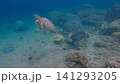 Two green sea turtles (Chelonia mydas) swimming over a sandy seafloor with populated by coral colonies in blue hazy waters. Dauin, Philippines 141293205