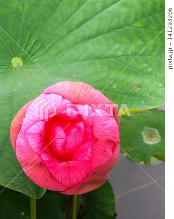 蓮の花の蕾 蓮の花の蕾 141293206