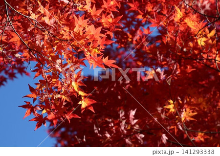 晴天の紅葉 晴天の紅葉 141293338