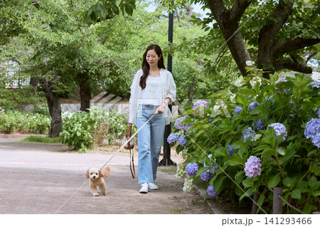 紫陽花が咲く公園で愛犬と散歩する若い女性 141293466