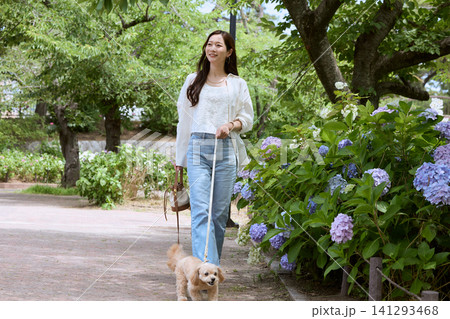 紫陽花が咲く公園で小型犬を散歩する若い女性 紫陽花が咲く公園で小型犬を散歩する若い女性 141293468