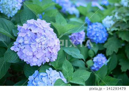 梅雨の季節に咲くピンクと青の紫陽花 梅雨の季節に咲くピンクと青の紫陽花 141293479