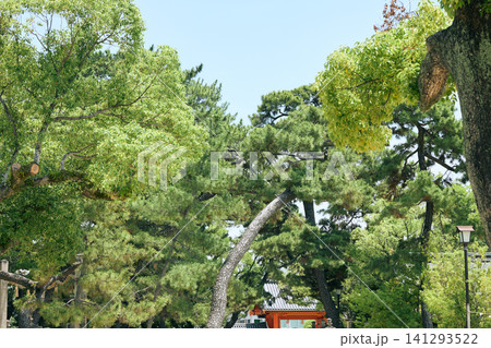 新緑の松の木と朱色の門がある日本の神社境内の風景 新緑の松の木と朱色の門がある日本の神社境内の風景 141293522